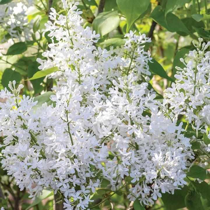 New Age White Lilac