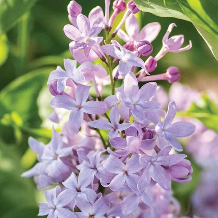 New Age® Lavender Lilac