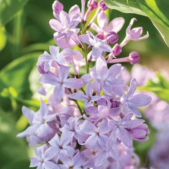 New Age® Lavender Lilac