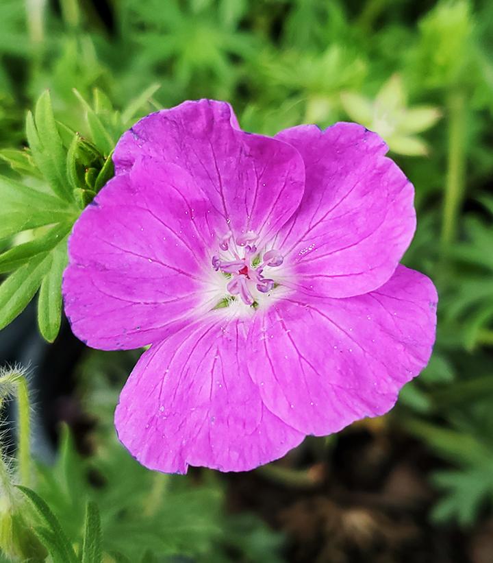 New Hampshire Cranesbill Geranium