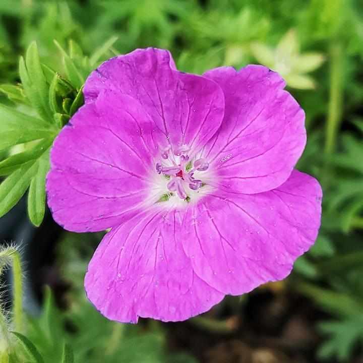 New Hampshire Cranesbill Geranium