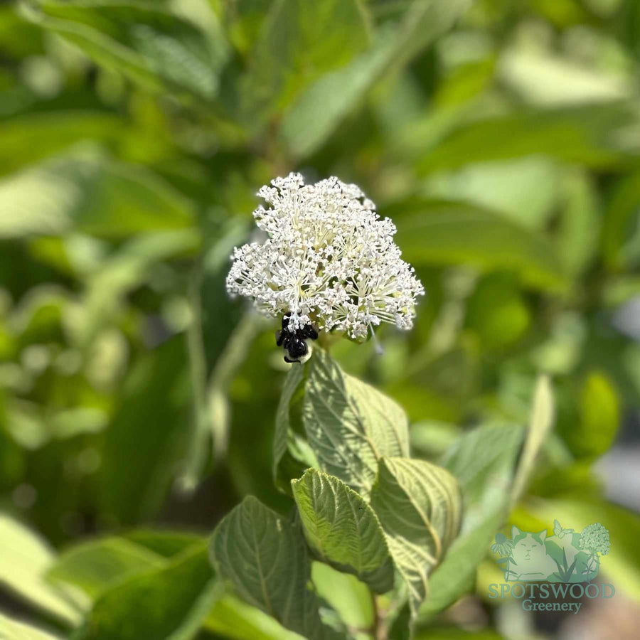 ceanothus-americanus-2