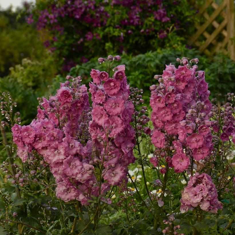 New Millenium™ Pink Punch Hybrid Bee Delphinium