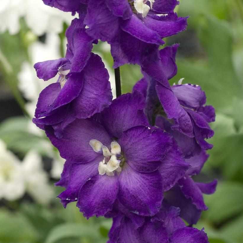 New Millenium™ Purple Passion Hybrid Bee Delphinium