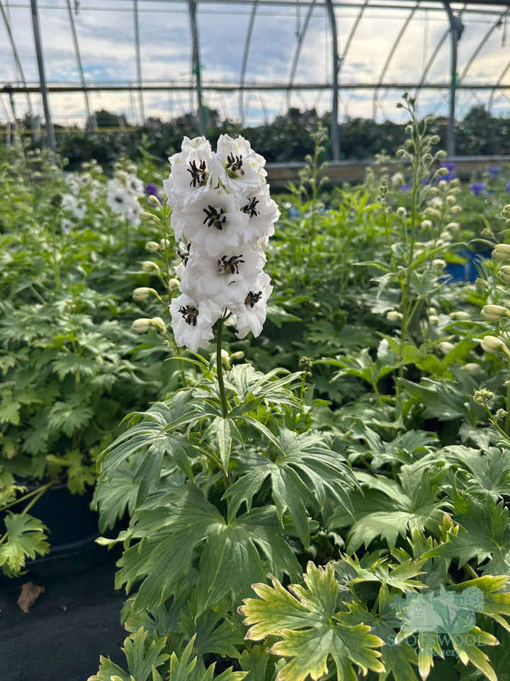 delphinium-new-millennium-black-eyed-angels