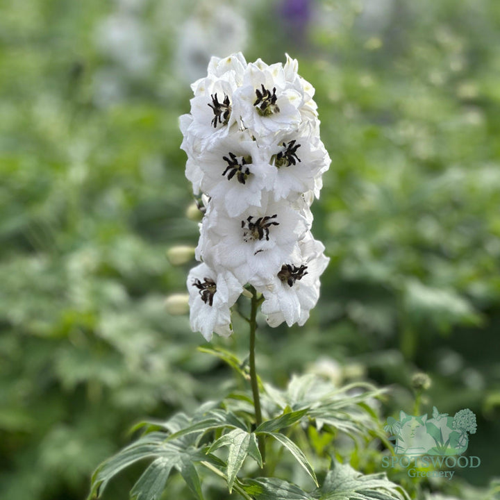 delphinium-new-millennium-black-eyed-angels