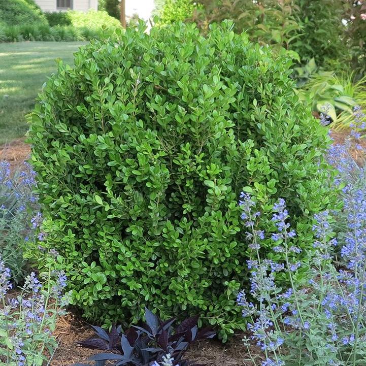 NewGen Freedom® Boxwood