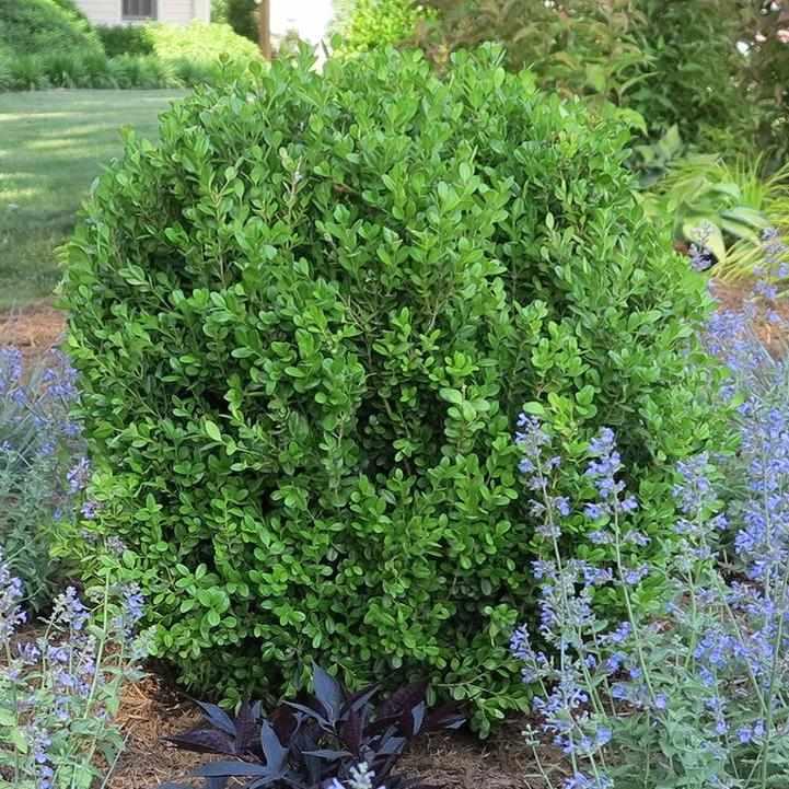 NewGen Freedom® Boxwood