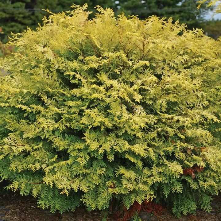 Night Light® Hinoki Cypress