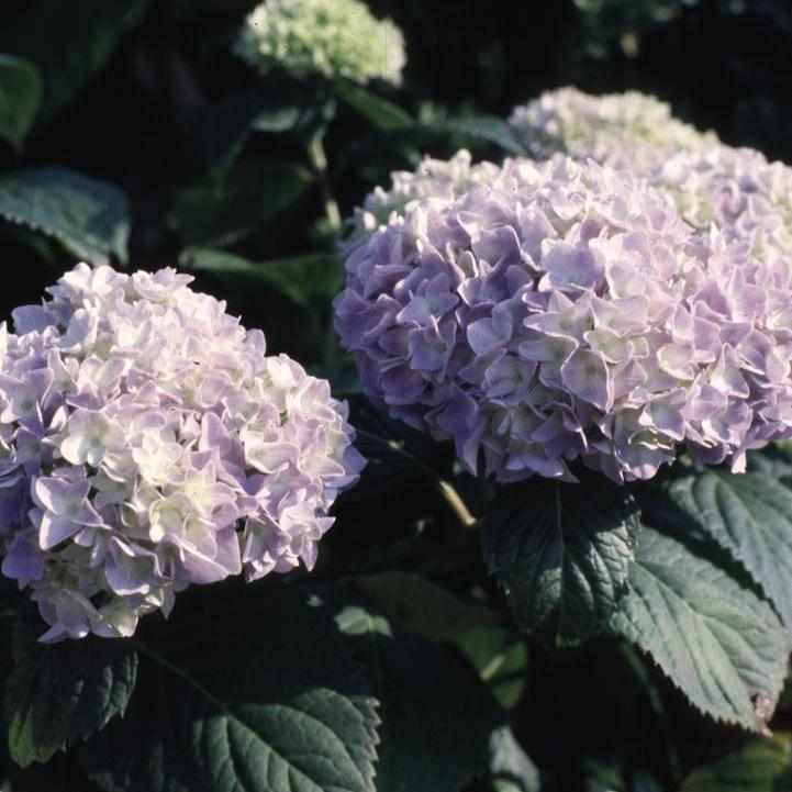 Nikko Blue Hydrangea