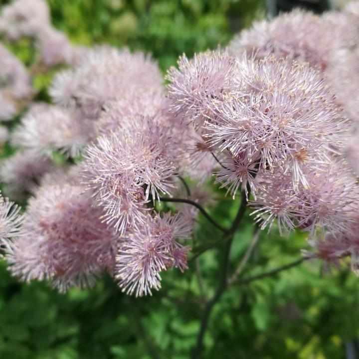 Nimbus® Pink Meadow Rue