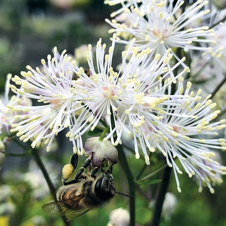 Nimbus® White Meadow Rue