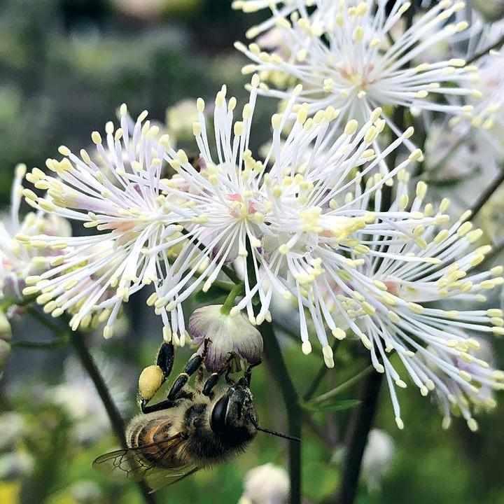 Nimbus® White Meadow Rue
