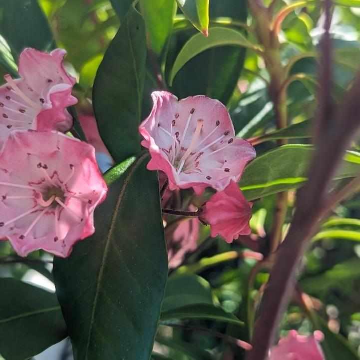 Nipmuck Mountain Laurel