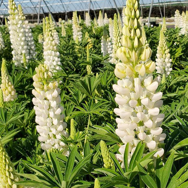 Noble Maiden Lupine