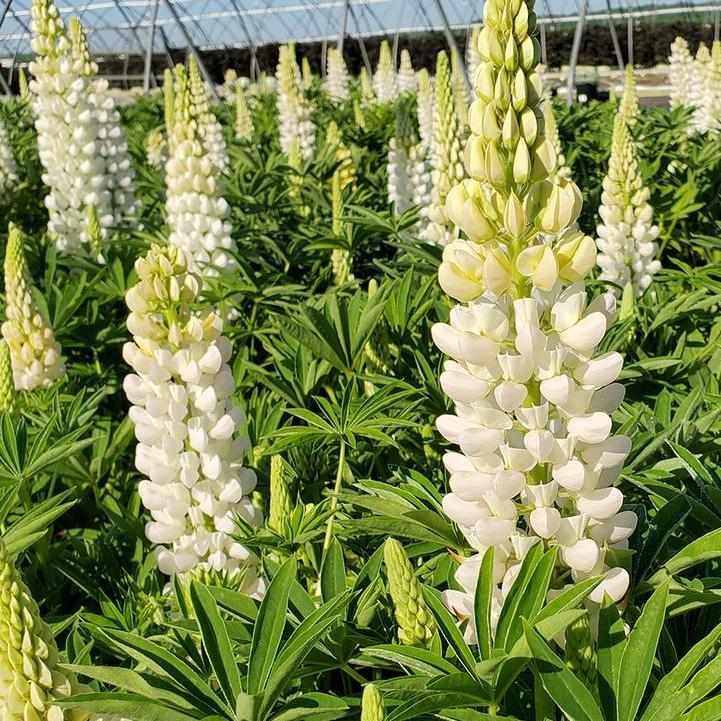 Noble Maiden Lupine