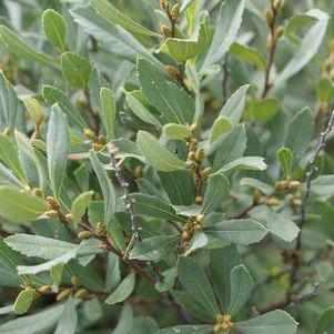 Northern Bayberry