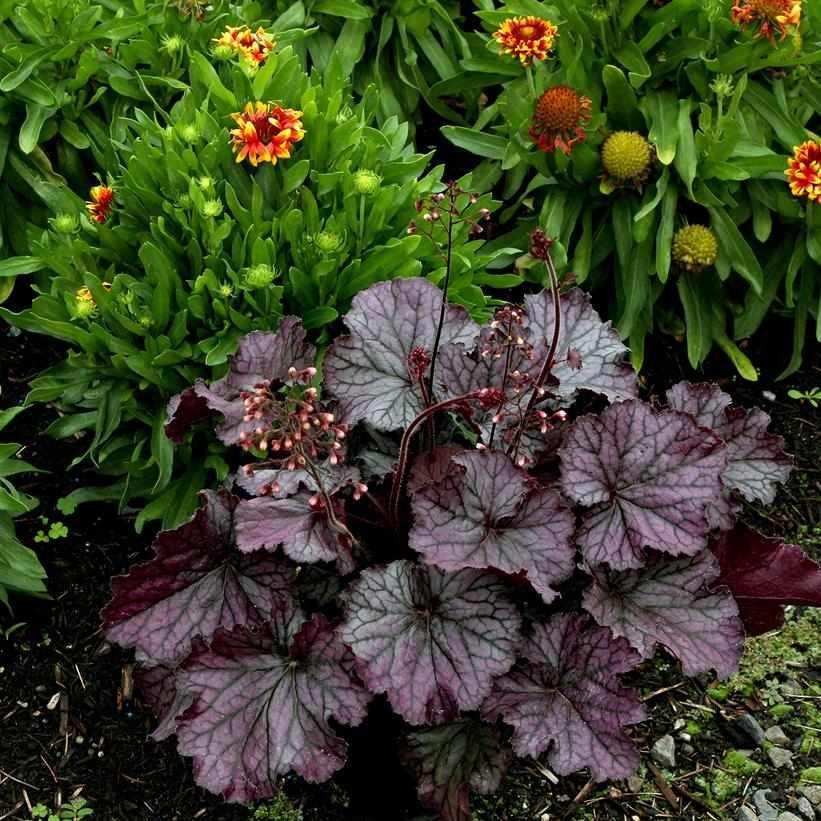 Northern Exposure® Purple Coral Bells