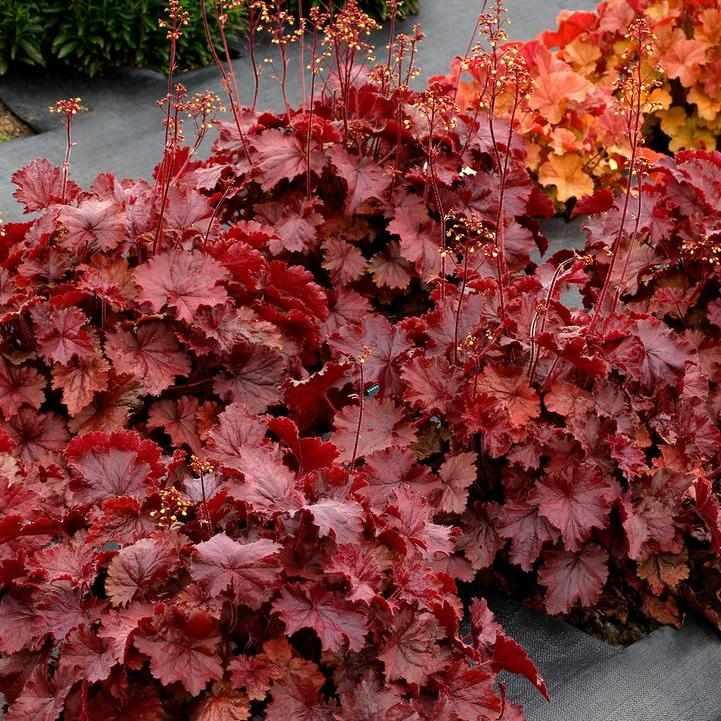 Northern Exposure® Red Coral Bells