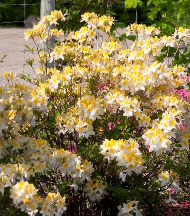 Northern Hi Lights Deciduous Azalea