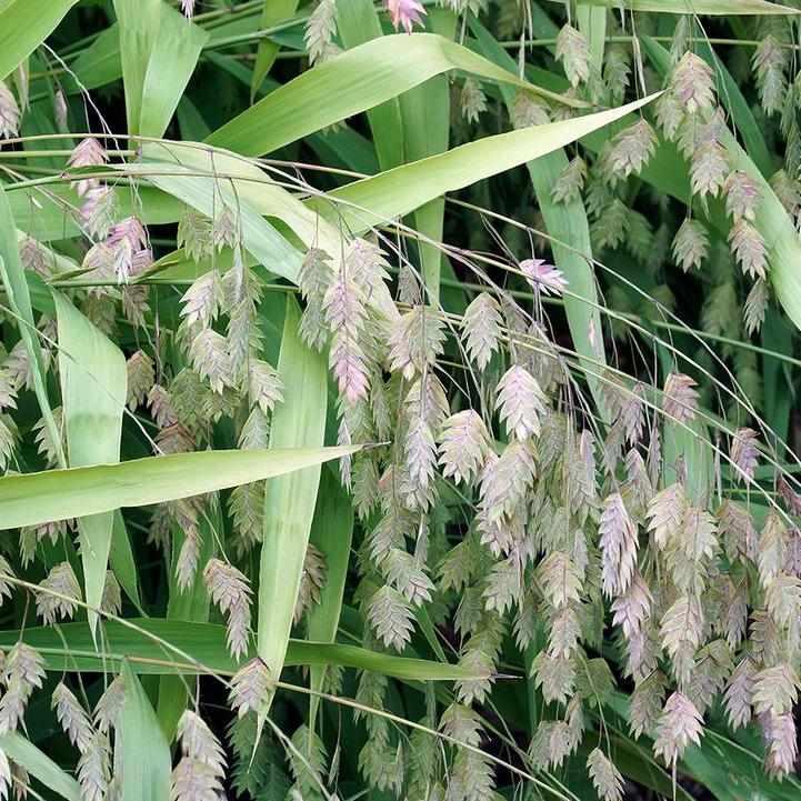 Northern Sea Oats