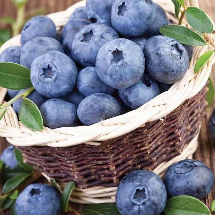 Northland Blueberry