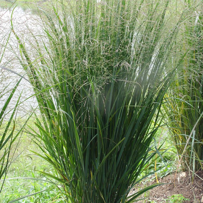 Northwind Switchgrass