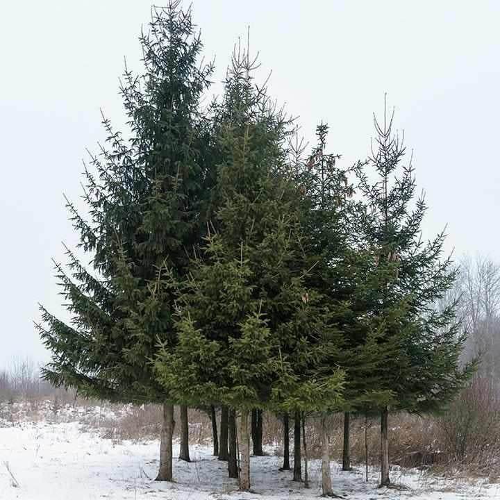 Norway Spruce