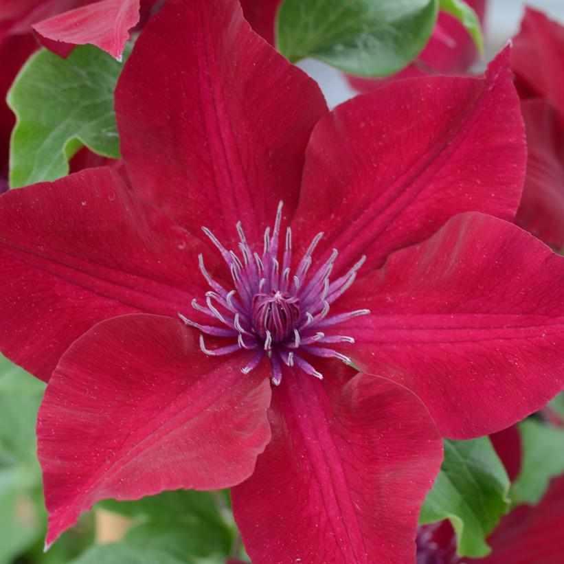 Nubia® Clematis