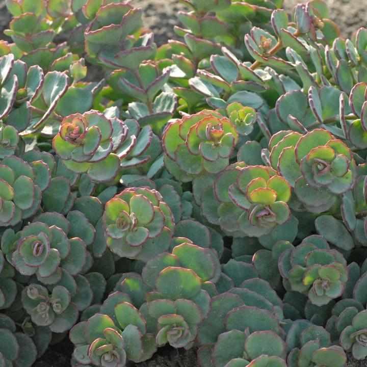 October Daphne Sedum