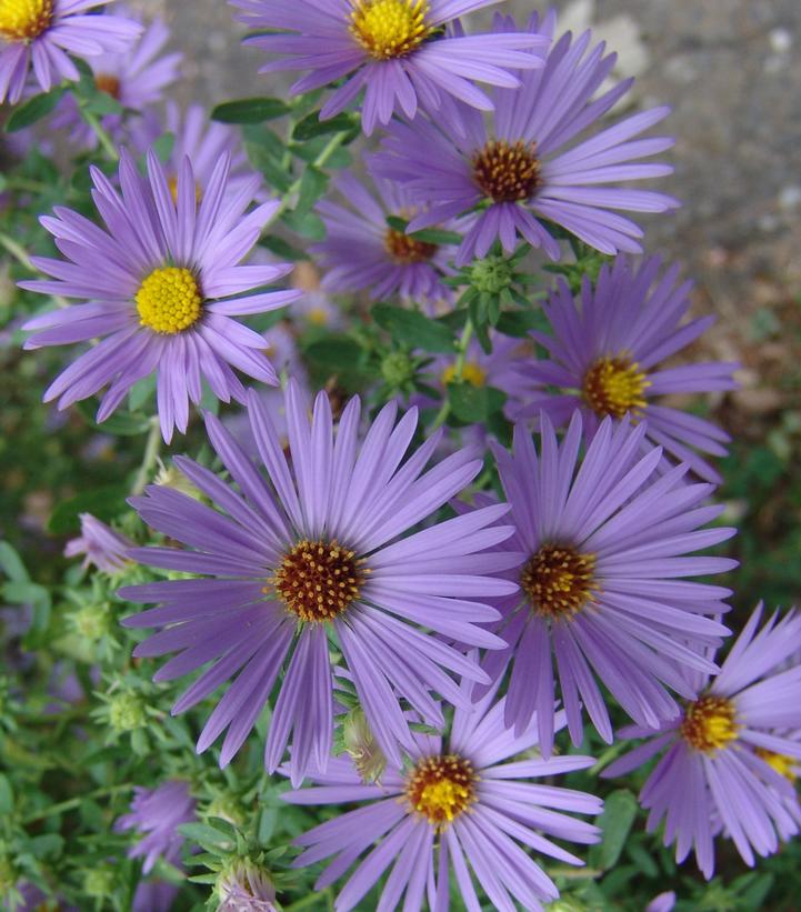 'October Skies' Aromatic Aster