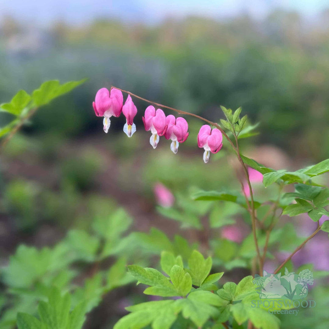 dicentra-spectabilis