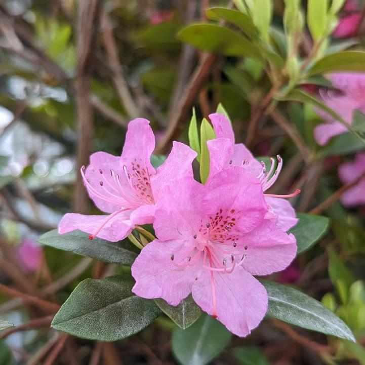 Olga Mezitt Rhododendron