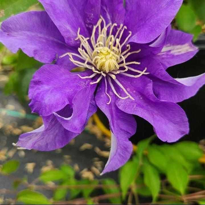 Olympia® /clematis