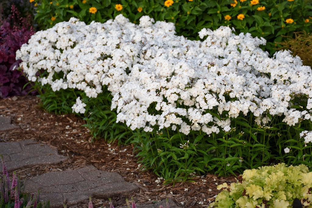 Opening Act® White Garden Phlox