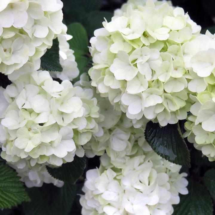 Opening Day® Doublefile Viburnum