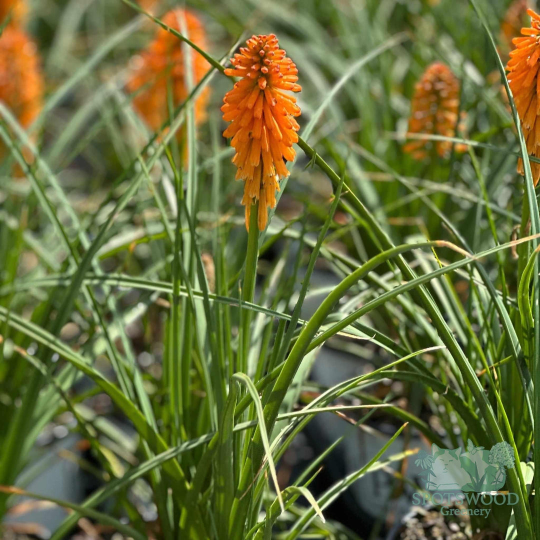 kniphofia-pyromania-orange-blaze