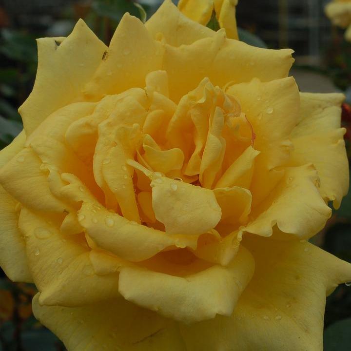 Oregold Hybrid Tea Rose