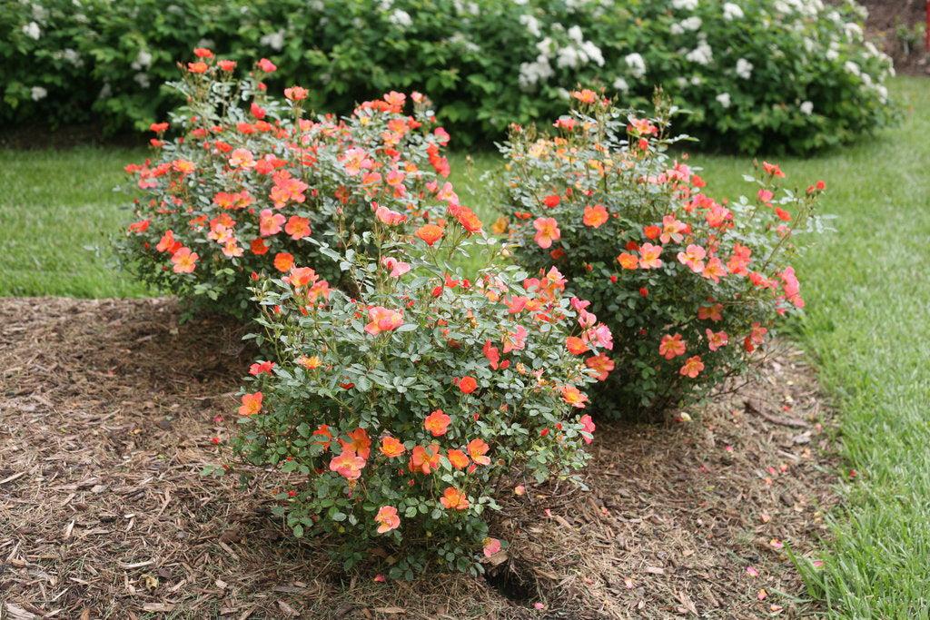 Oso Easy Hot Paprika® Landscape Rose