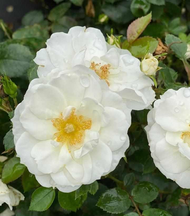 Oso Easy Ice Bay Rose