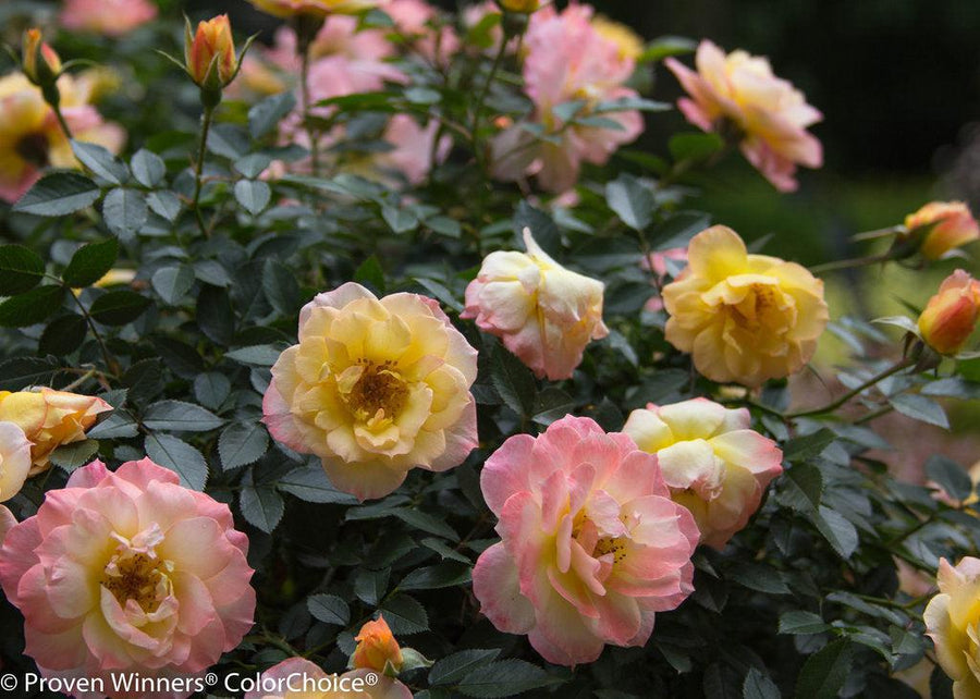 Oso Easy Italian Ice® Rose