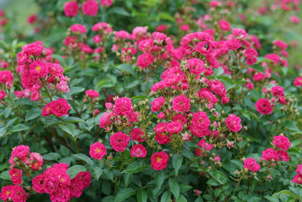 Oso Easy Peasy® Rose