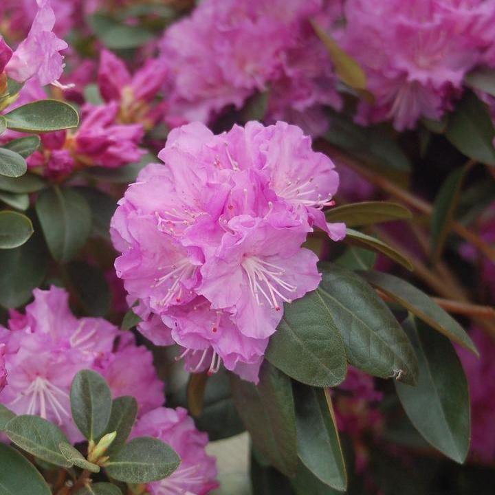 PJM Elite Rhododendron