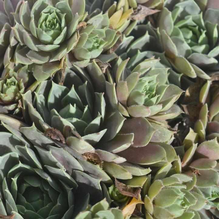 Pacific Blue Ice Hens & Chicks