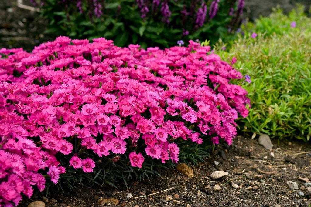 Paint the Town Fancy Pinks