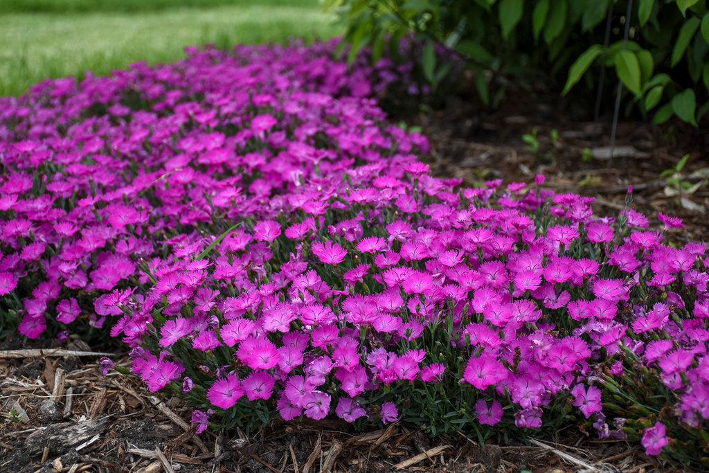 Paint the Town Fuchsia Pinks