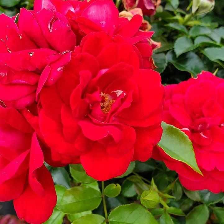Paint the Town Rose