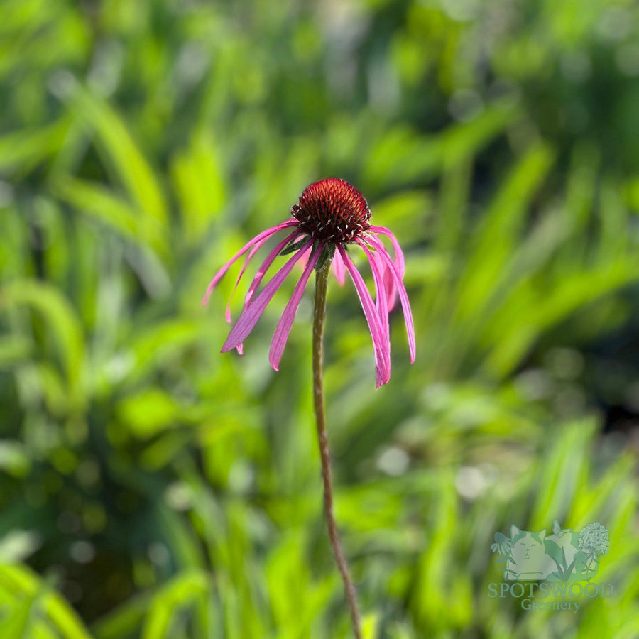 echinacea-pallida