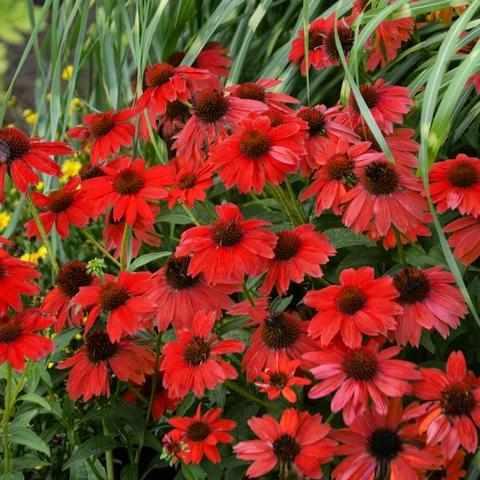 Panama Red Coneflower
