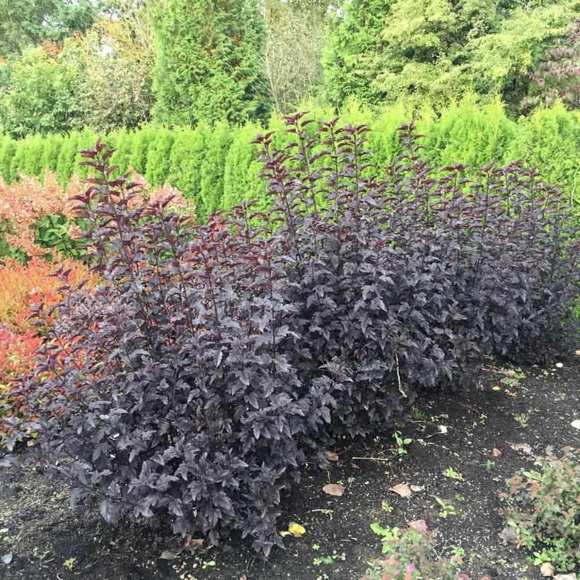 Panther® Ninebark